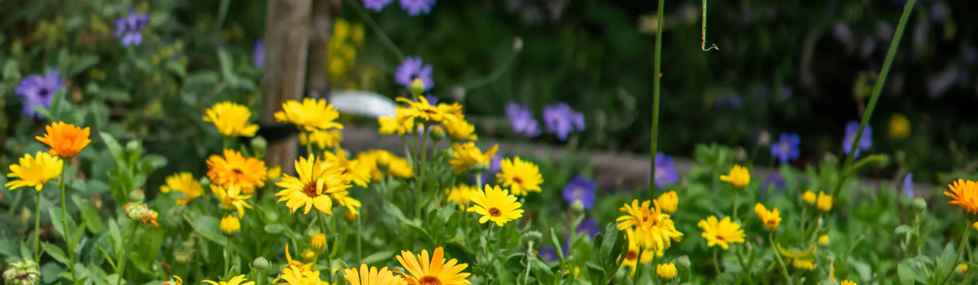 Alliance Homes 13 07 21 17 Garden