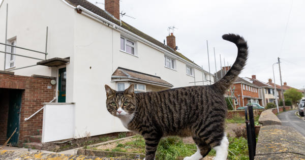 Tabby cat outside of a home