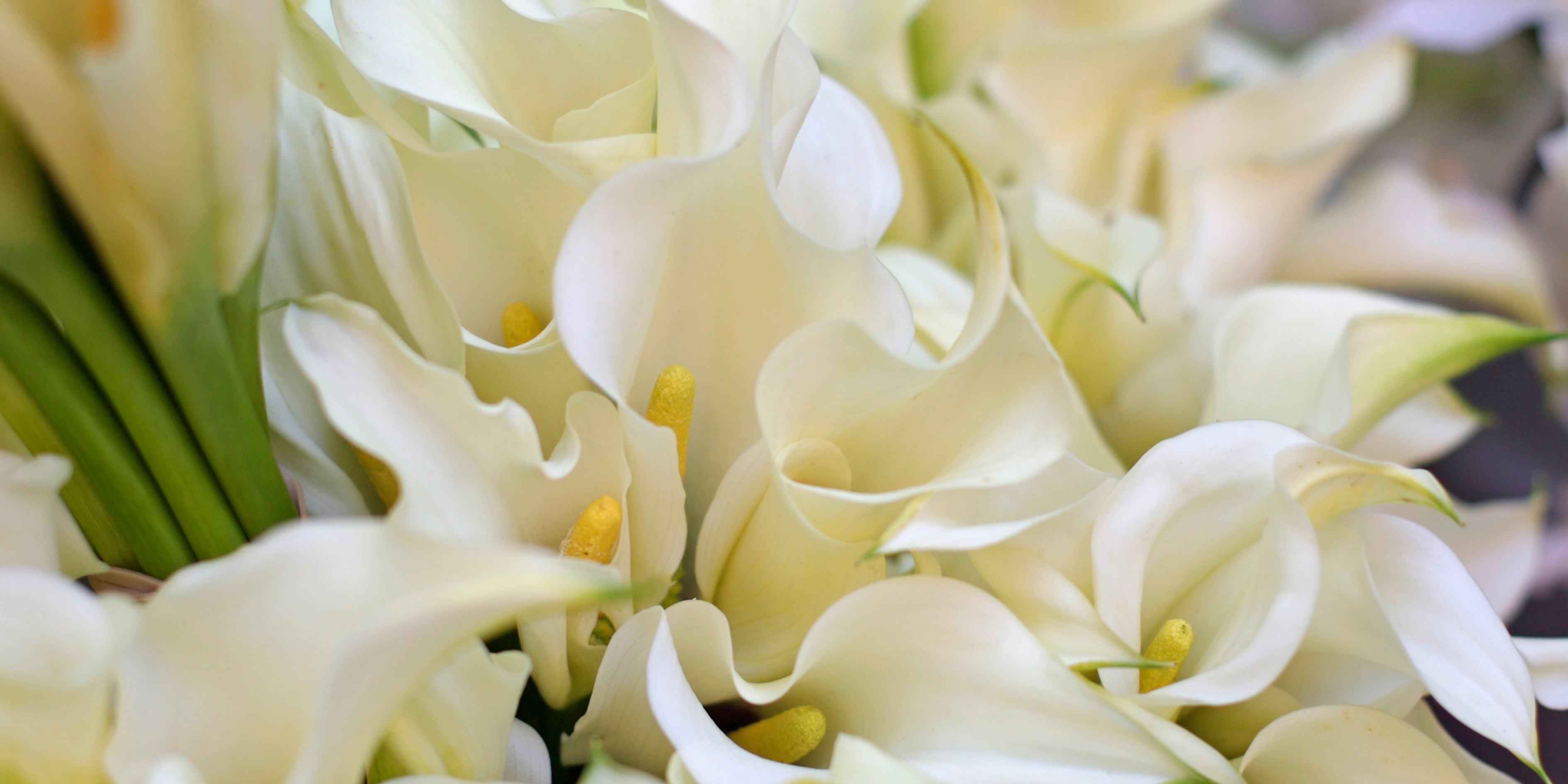Lillies