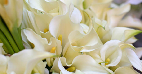 Lillies