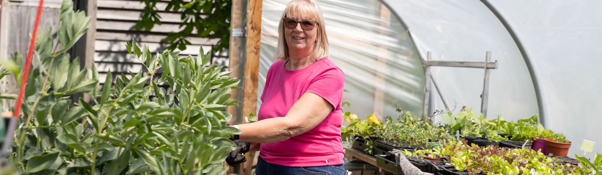 Lady Watering Plants In A Poly Tunnel Being Green And Sustainable