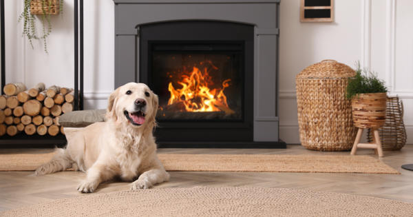 solid fuel fire and a labrador