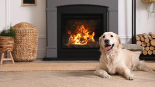 dog by a solid fuel fire